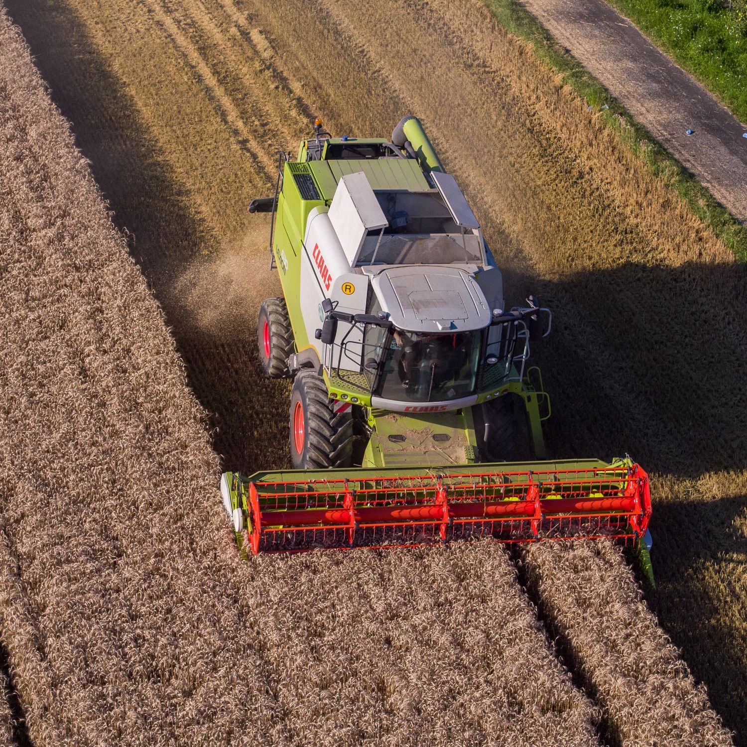 Weizen Ernte 244 ID93727