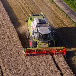 Weizen Ernte 244 ID93727