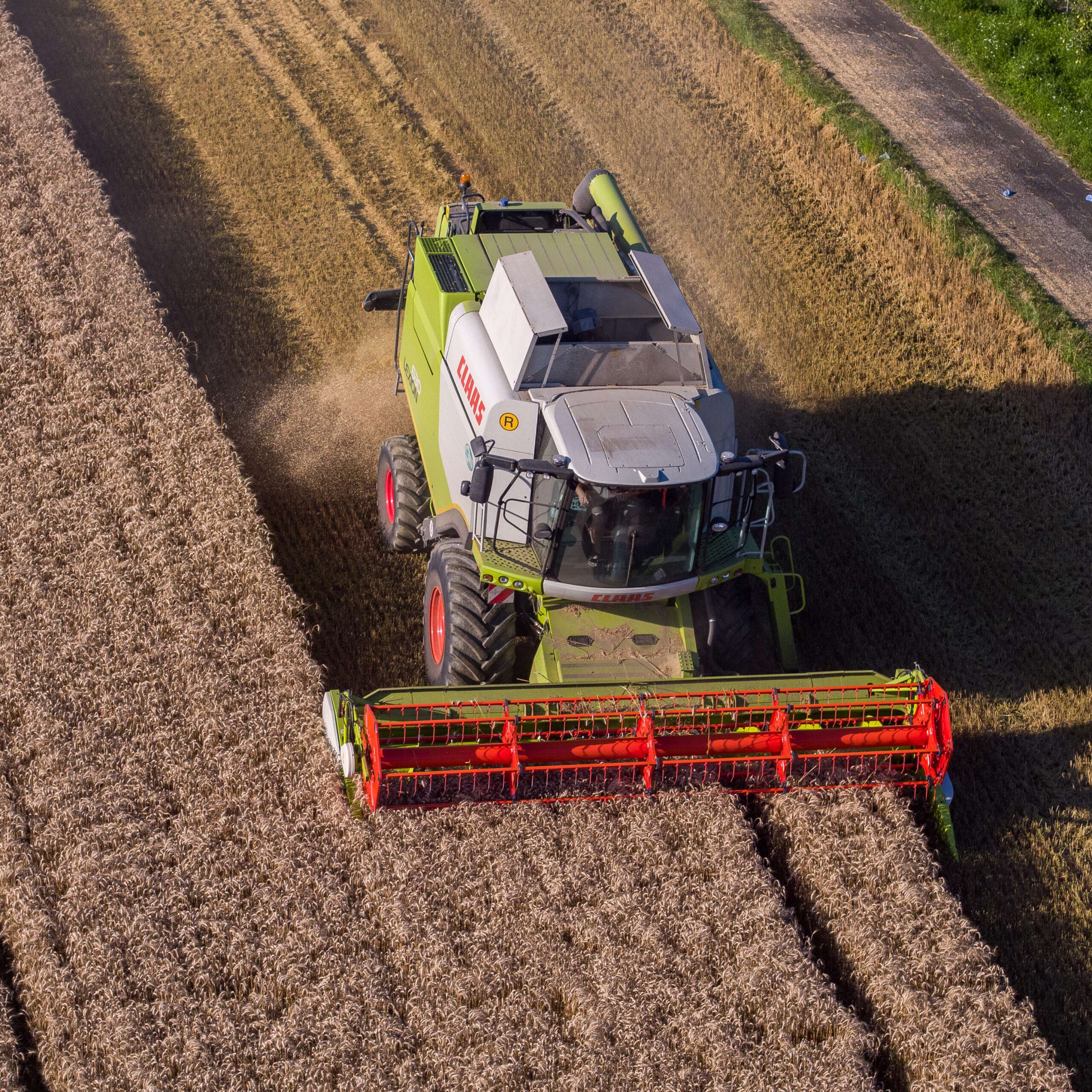 Weizen Ernte 244 ID93727