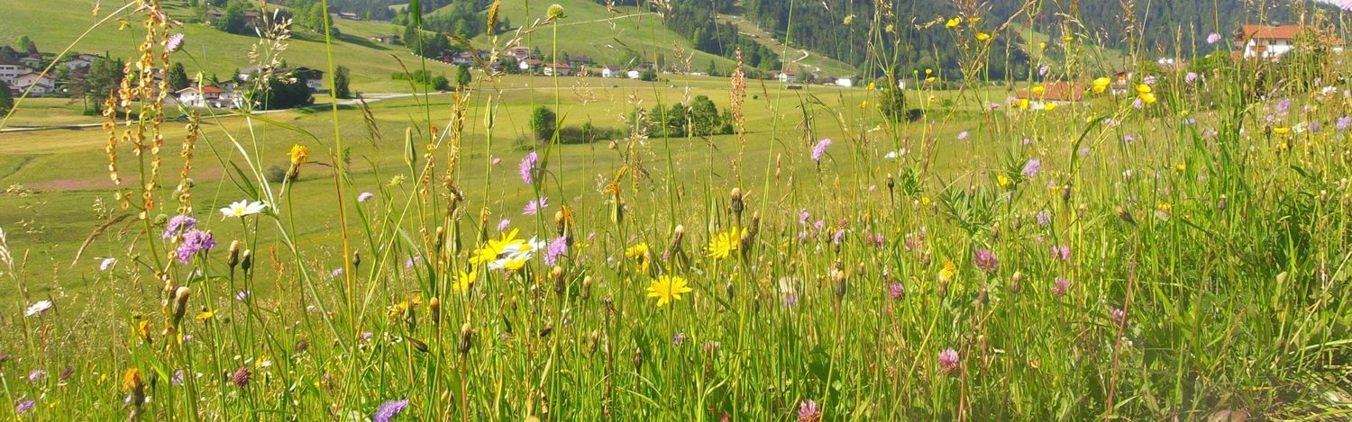 Mountain Meadow 359124