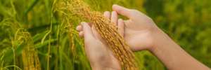 Ripe Ears Of Rice In A Woman’s Hand