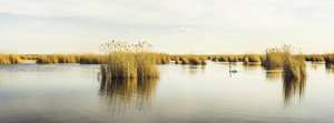 Seewinkel Im Nationalpark Neusiedler See