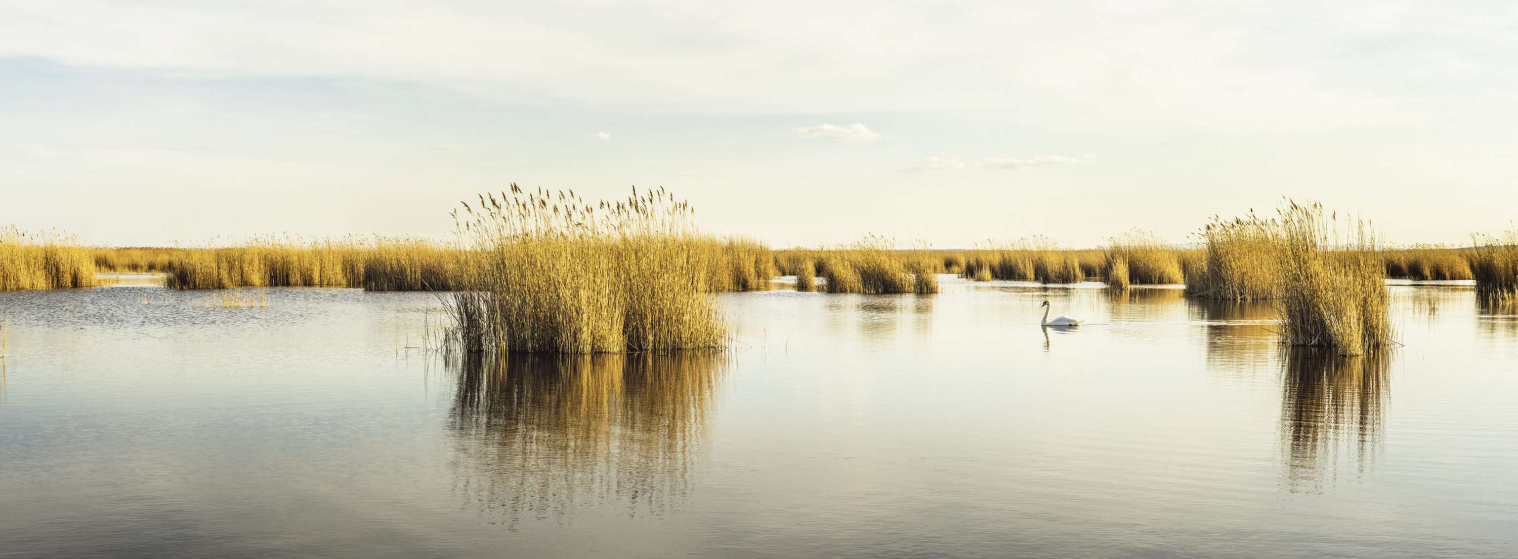 Seewinkel Im Nationalpark Neusiedler See