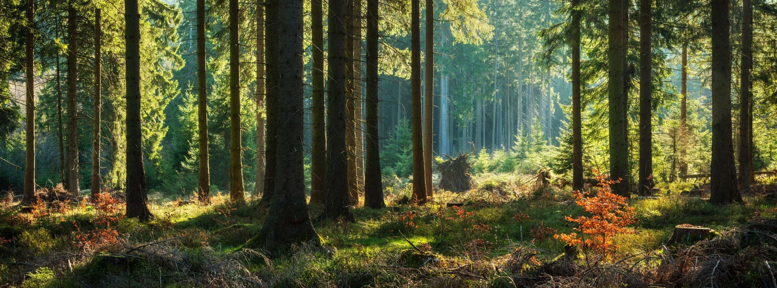 Panoramic Sunny Forest In Autumn