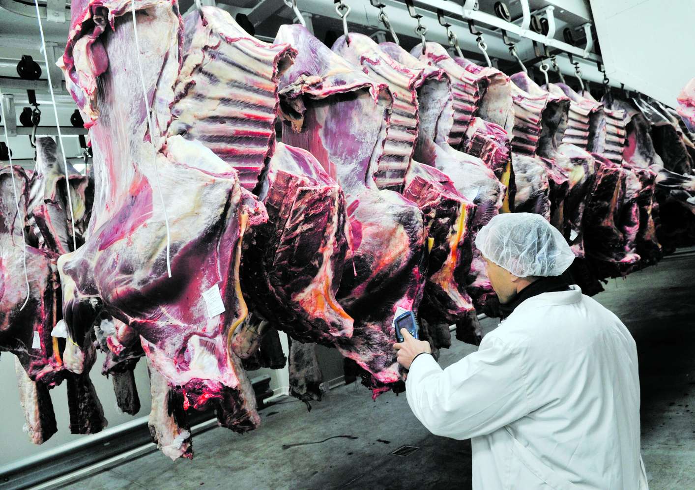 Rinderschlachtbetrieb