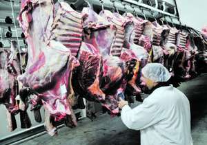 Rinderschlachtbetrieb