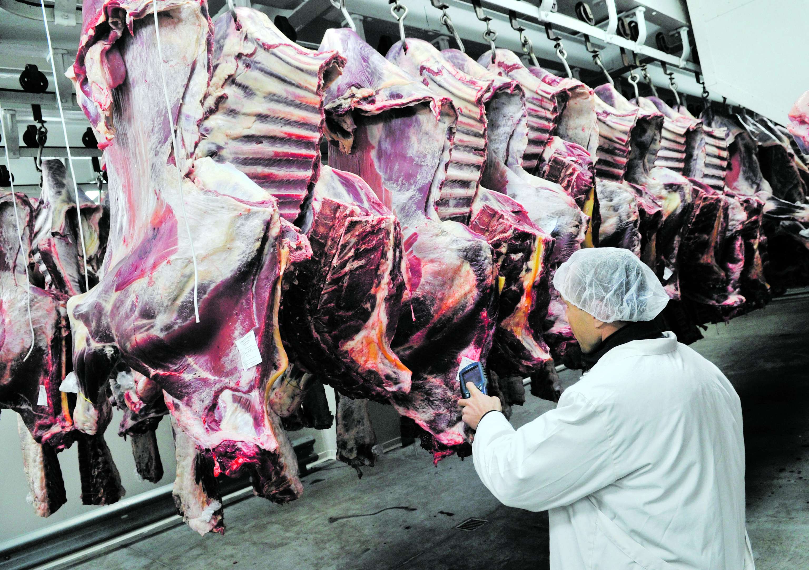 Rinderschlachtbetrieb