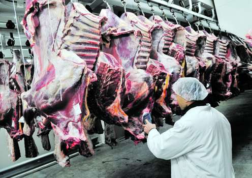 Rinderschlachtbetrieb