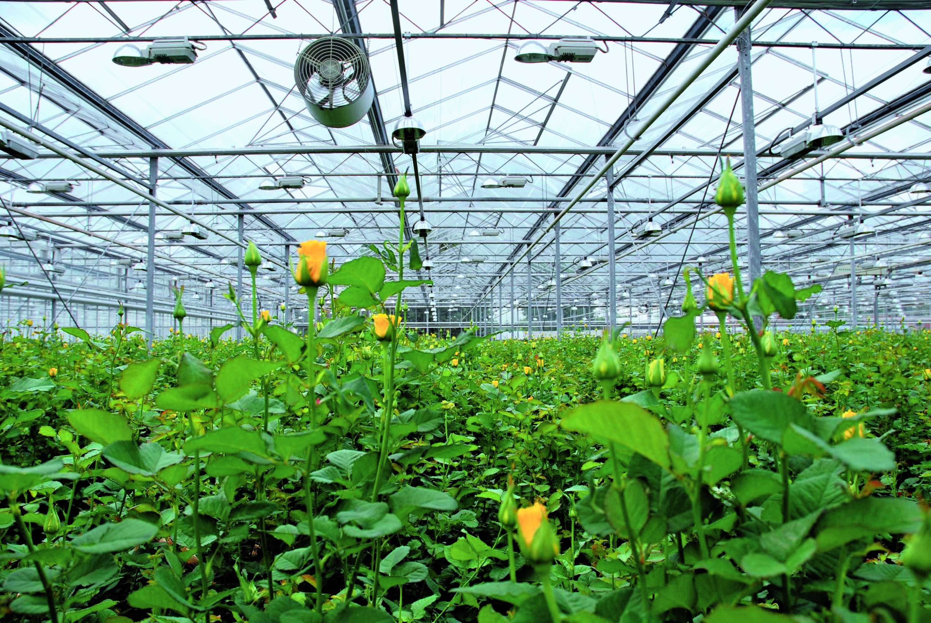 A greenhouse interior filled with rows of budding yellow roses under a glass roof, with visible metal framework and a ceiling fan.