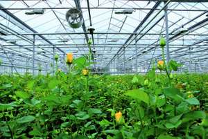 A greenhouse interior filled with rows of budding yellow roses under a glass roof, with visible metal framework and a ceiling fan.