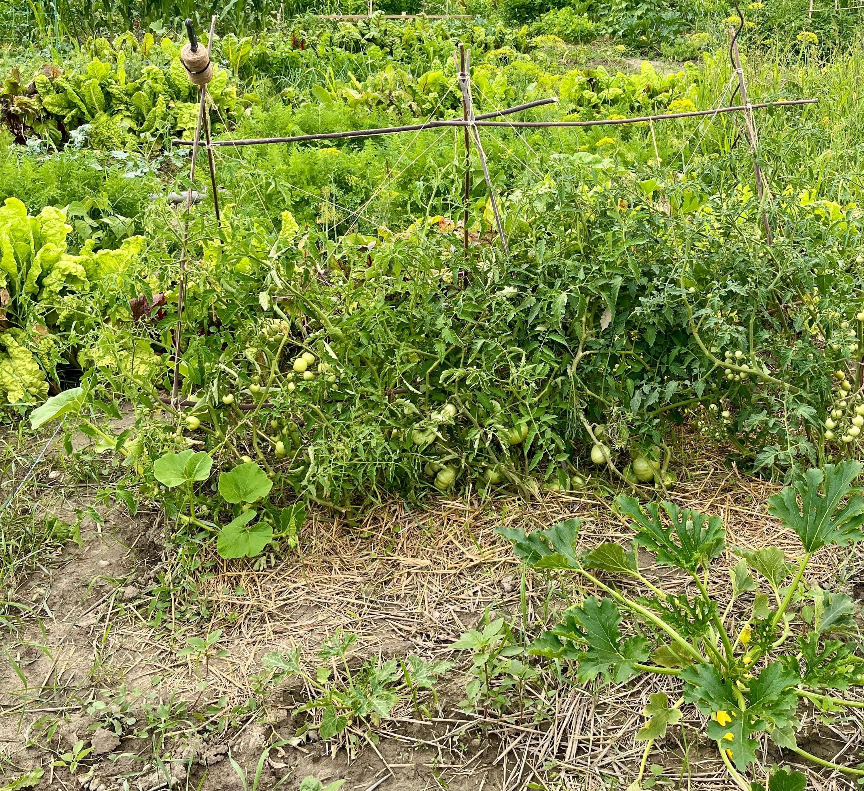 Üppiges Gemüsegartenbeet mit grünen Tomaten an Bambusstäben, umgeben von Salat und verschiedenen Gemüsepflanzen auf strohbedecktem Boden.