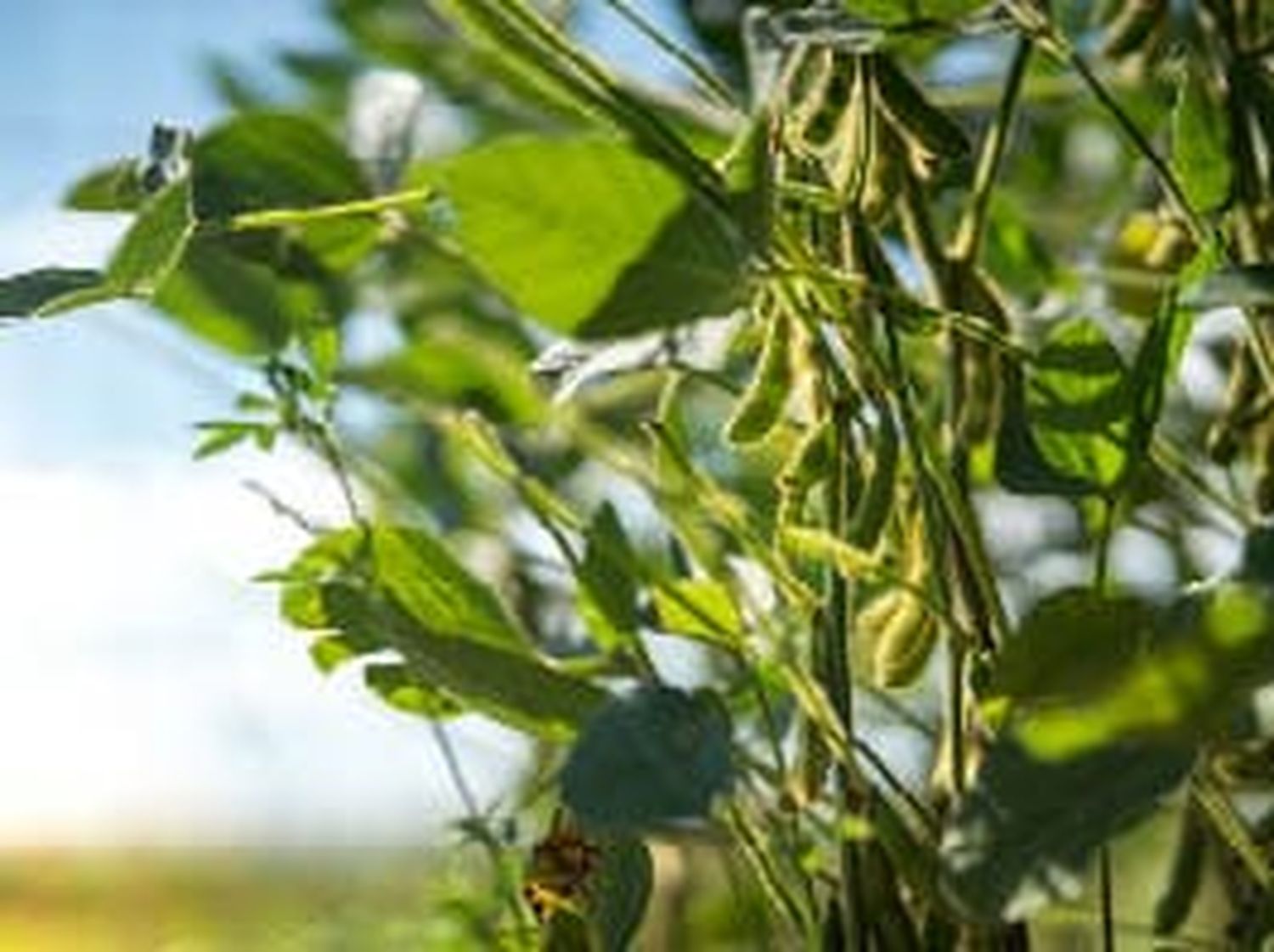 Soja-Sonnenblume-Picture-Ad3-KW7.jpg
