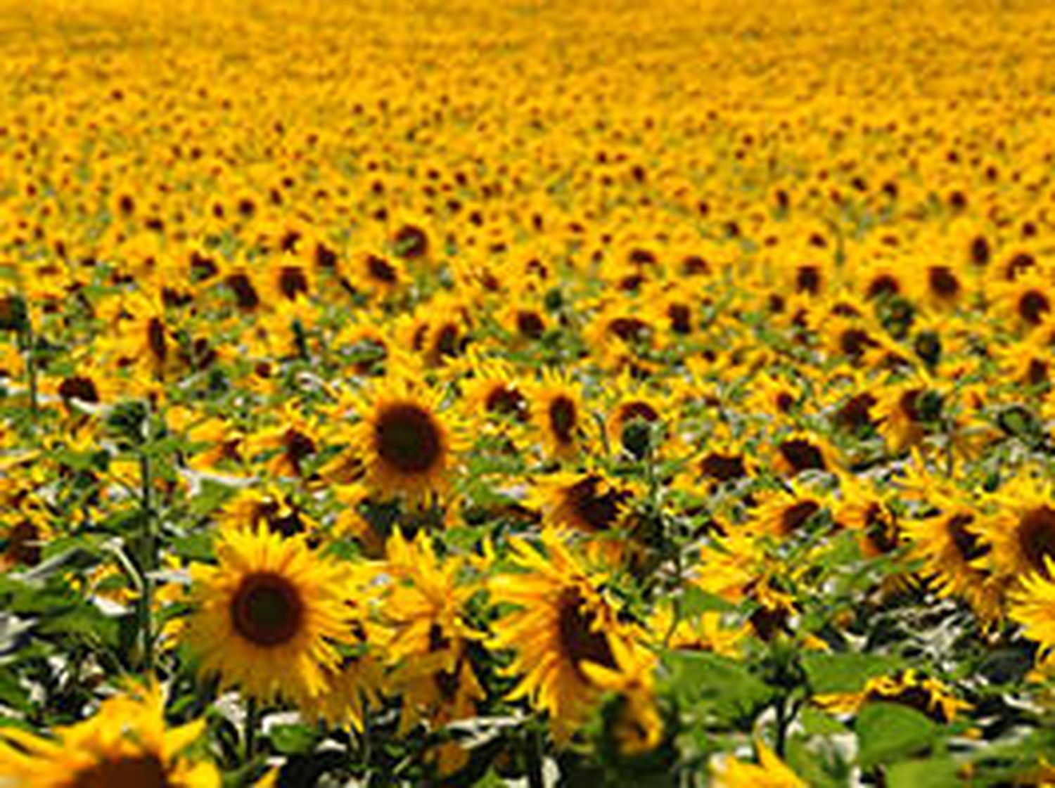 Soja-Sonnenblume-Picture-Ad2-KW6.jpg