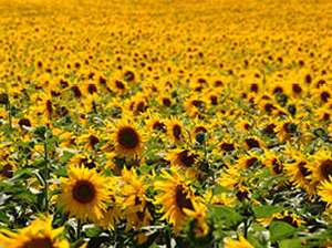 Soja-Sonnenblume-Picture-Ad2-KW6.jpg