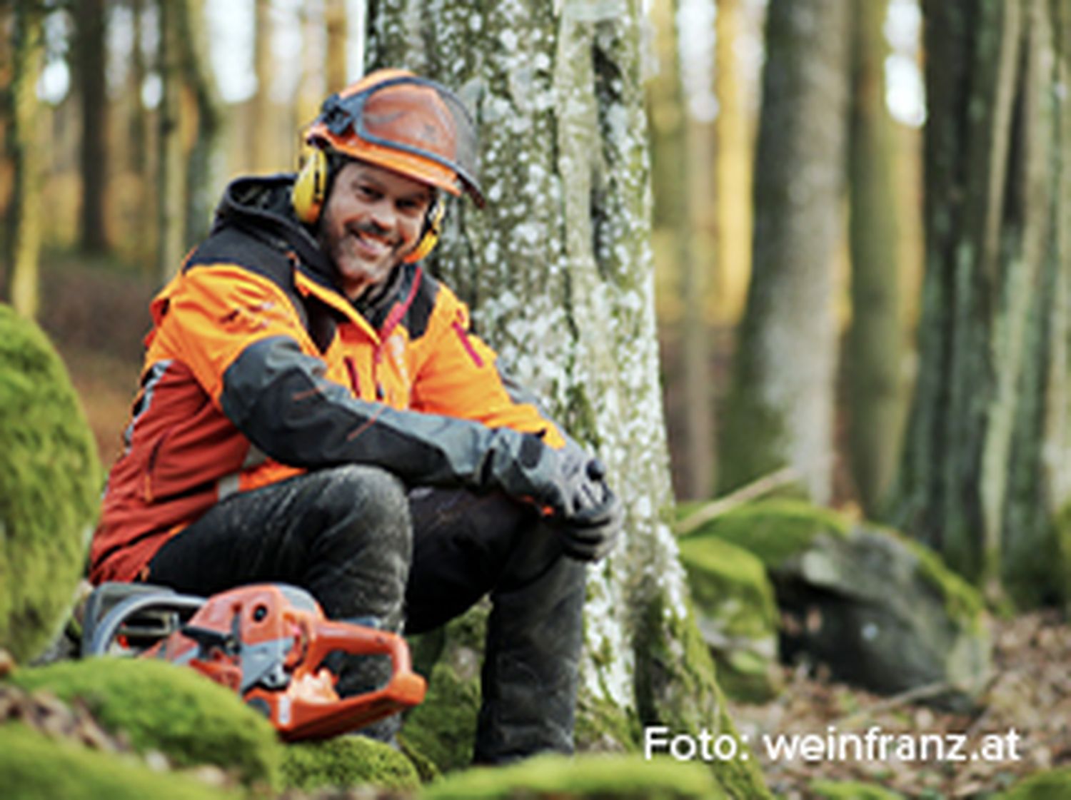 picture-ad-265x198px-wm-forstwirtschaft.jpg