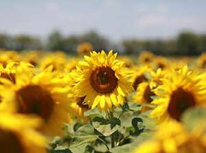 Soja-Sonnenblume-Picture-Ad4-KW8.jpg