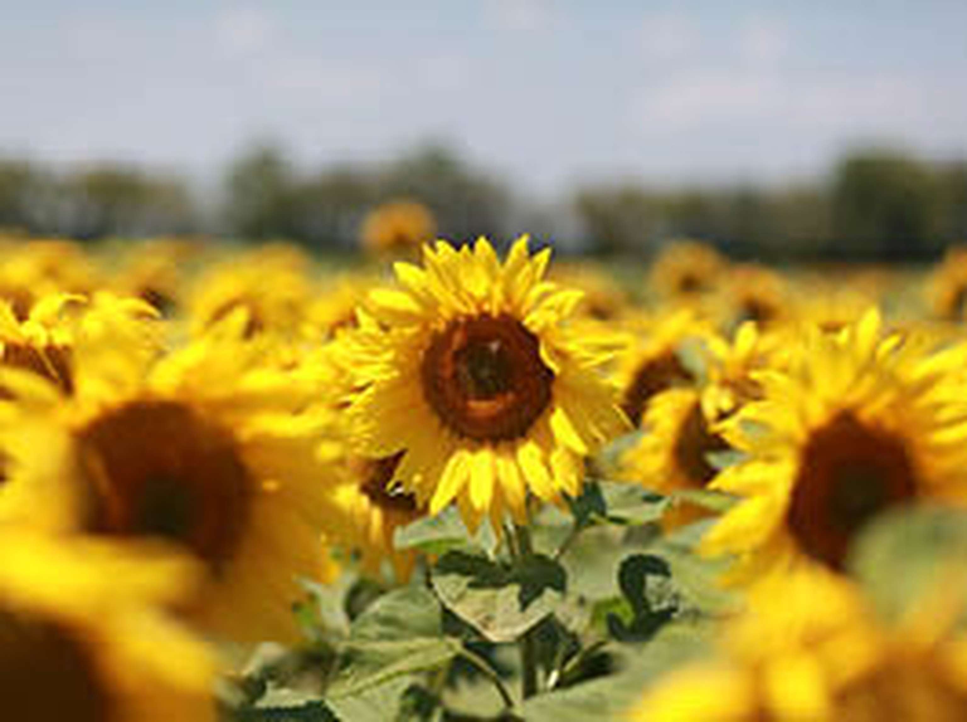Soja-Sonnenblume-Picture-Ad4-KW8.jpg