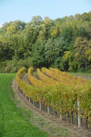 Weingarten_Herbst_25-ID49813.jpg