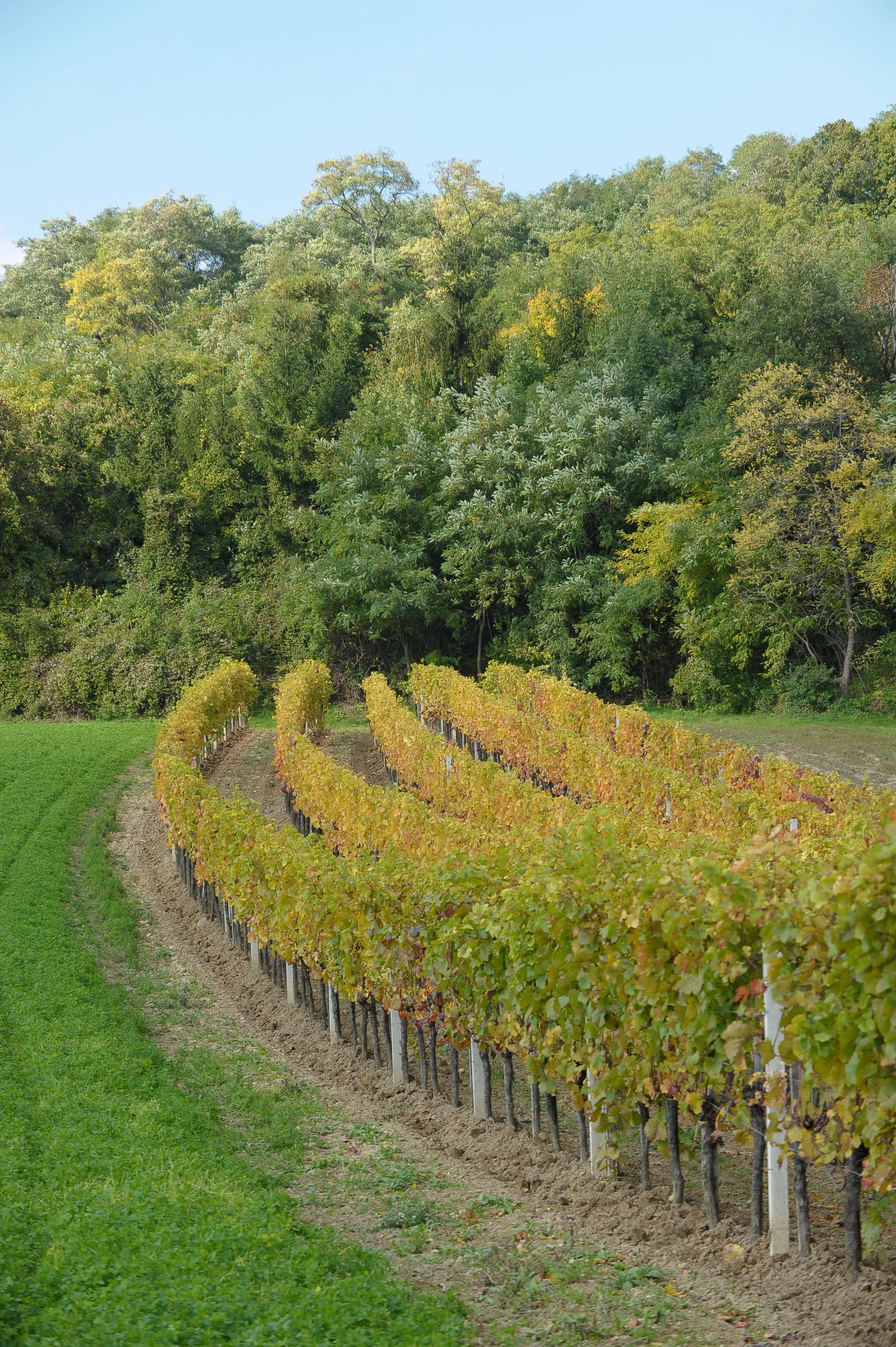 Weingarten_Herbst_25-ID49813.jpg