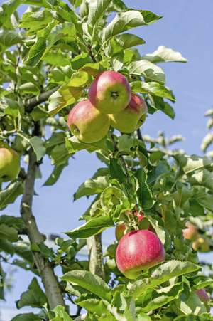 Äpfel am Baum