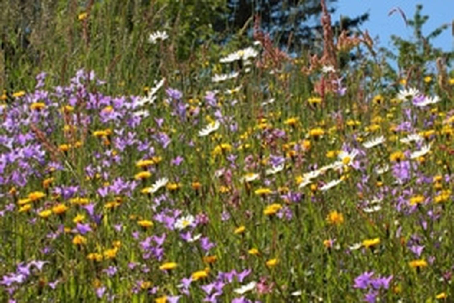 Blumenwiese Bei Peuerbach (Oberösterreich).