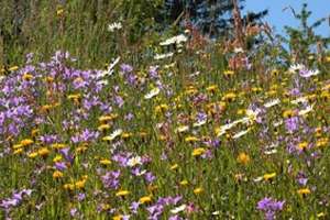 Blumenwiese Bei Peuerbach OÖ Josef Limberger 72dpi