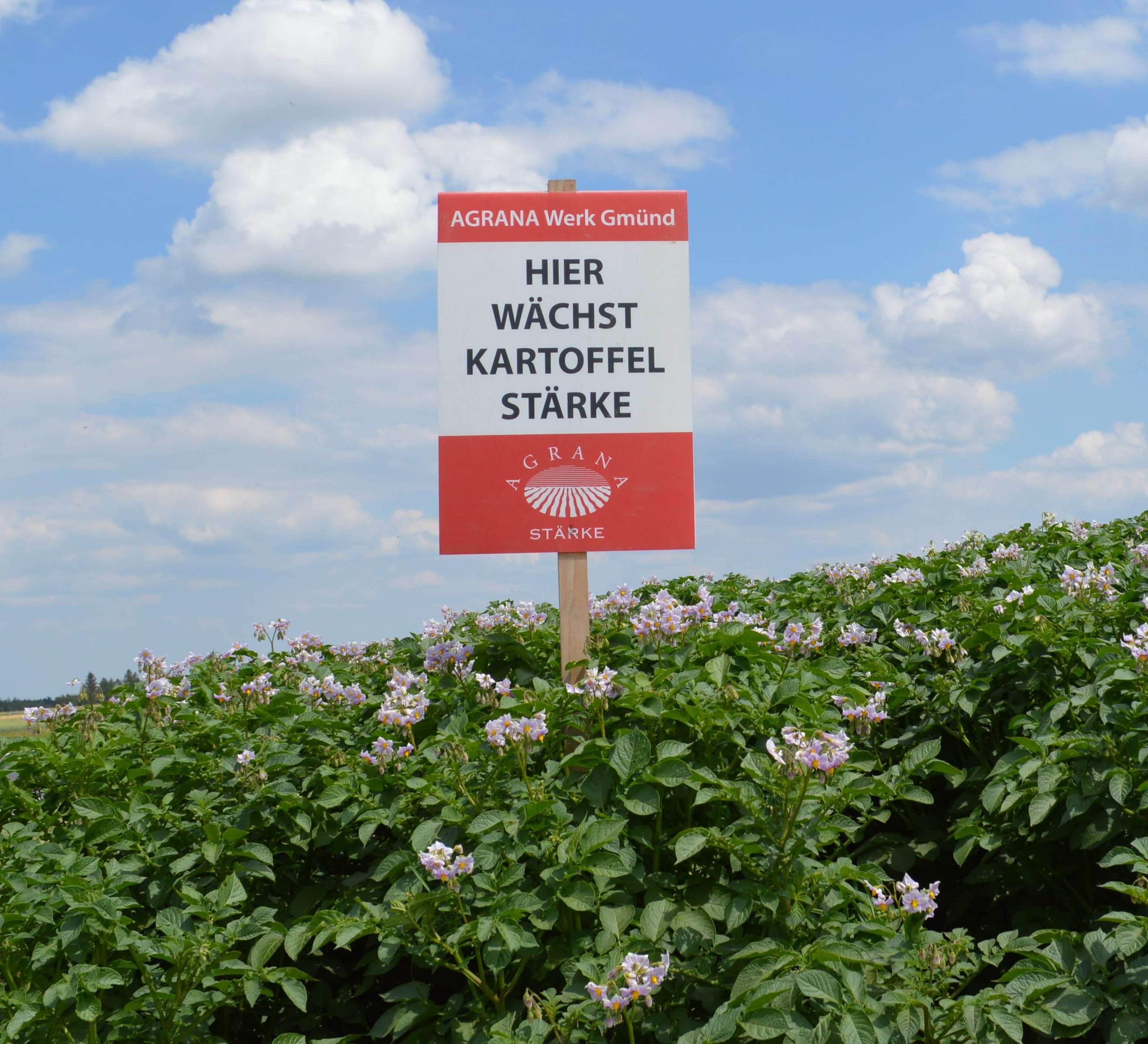 Agrana: einziger Verarbeiter von Stärkekartoffeln in Österreich