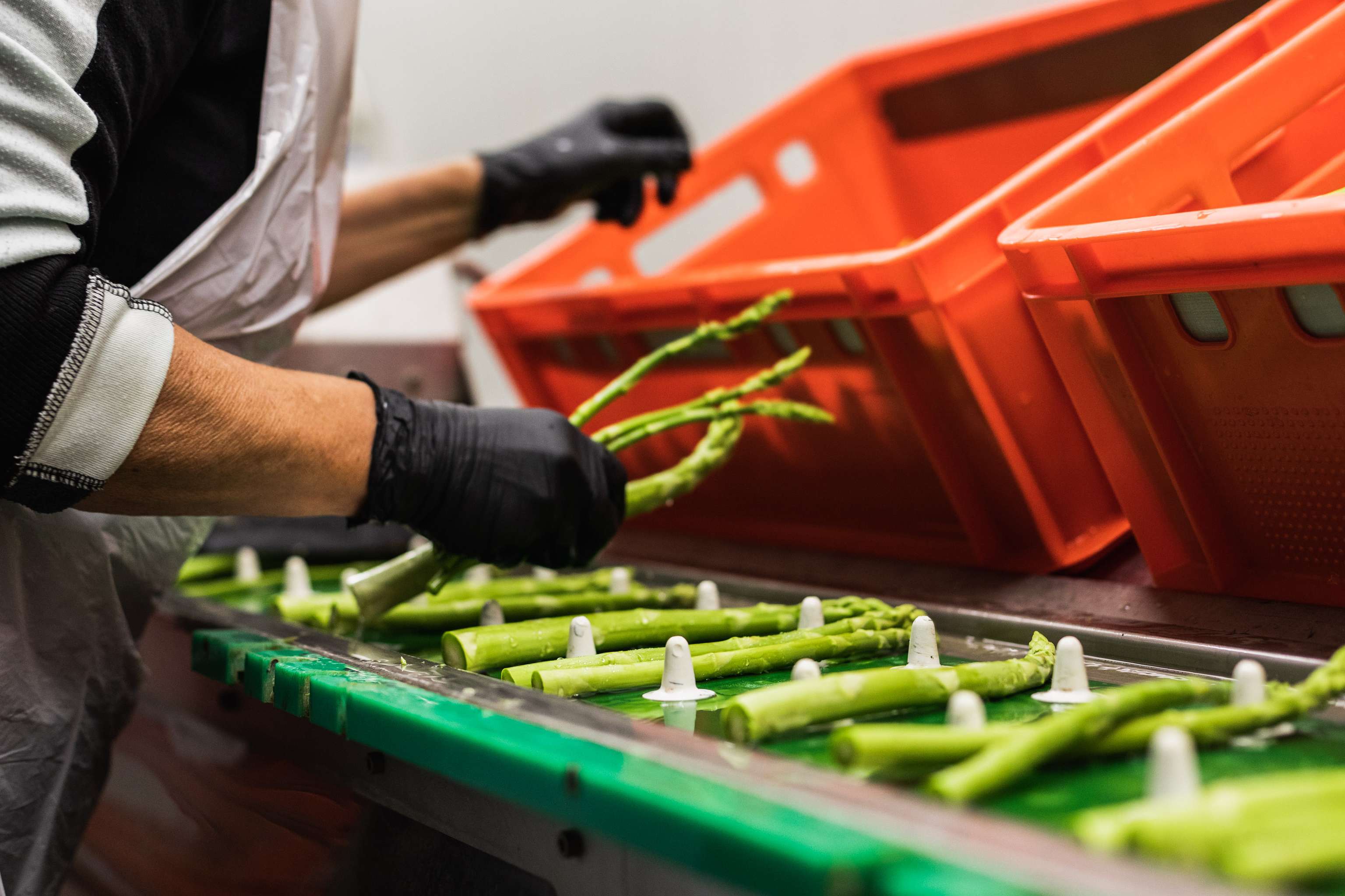 Sortierung der Spargel