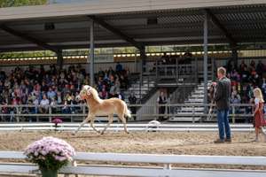 A man leads a horse in a show ring while a girl stands nearby. Spectators watch from covered seating. Pink flowers decorate the arena.