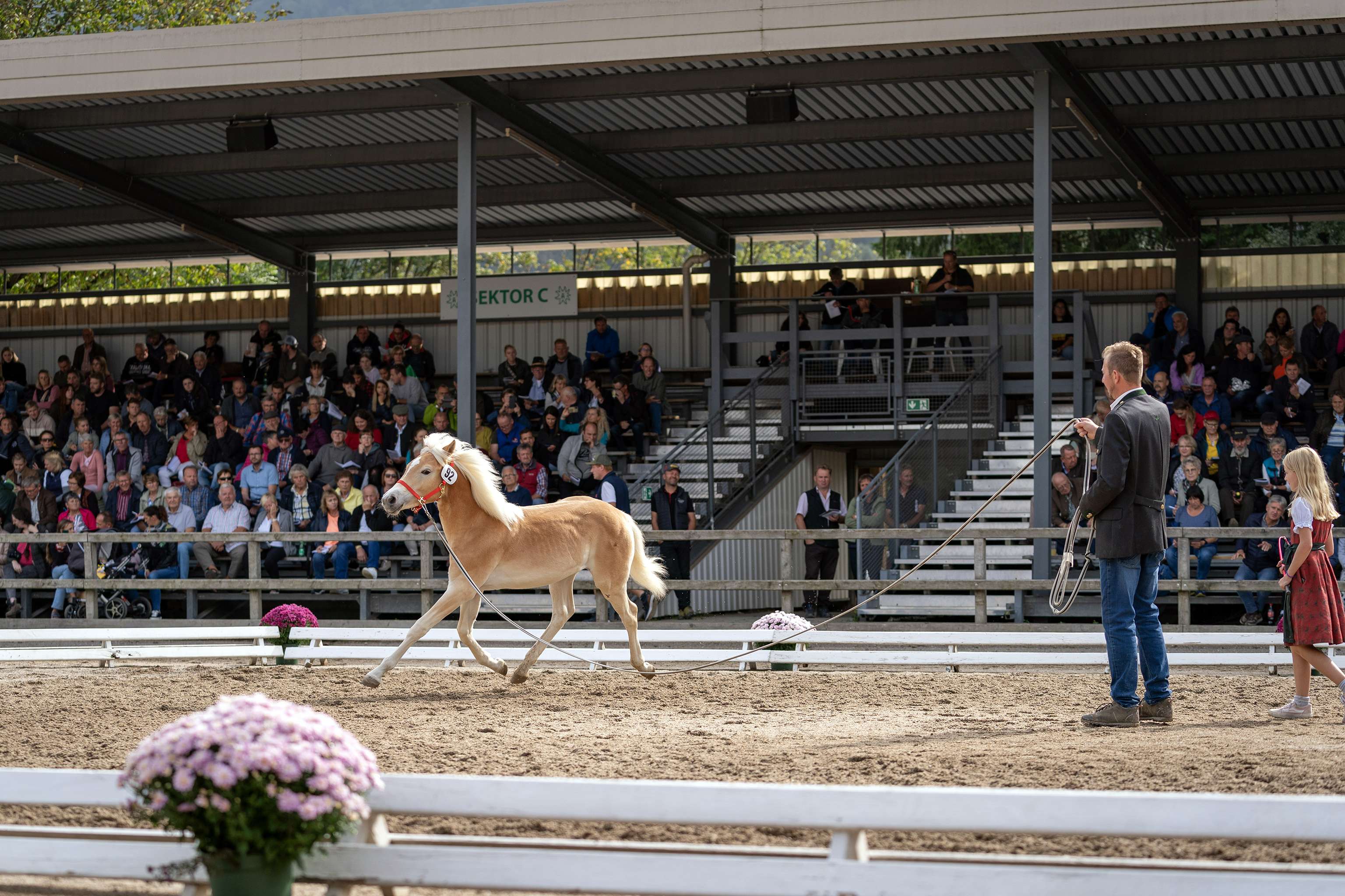 A man leads a horse in a show ring while a girl stands nearby. Spectators watch from covered seating. Pink flowers decorate the arena.