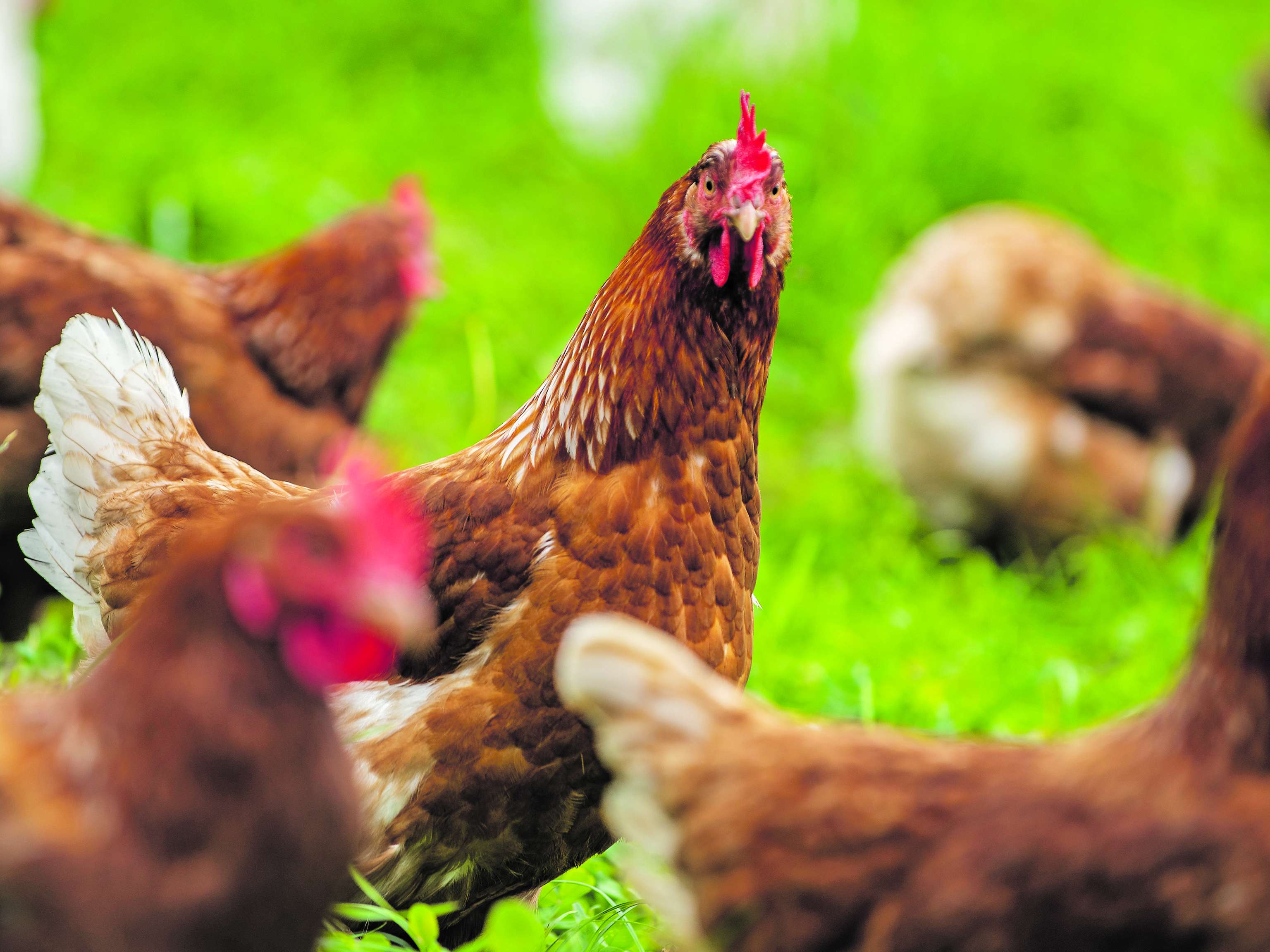 Hühner auf der Wiese.