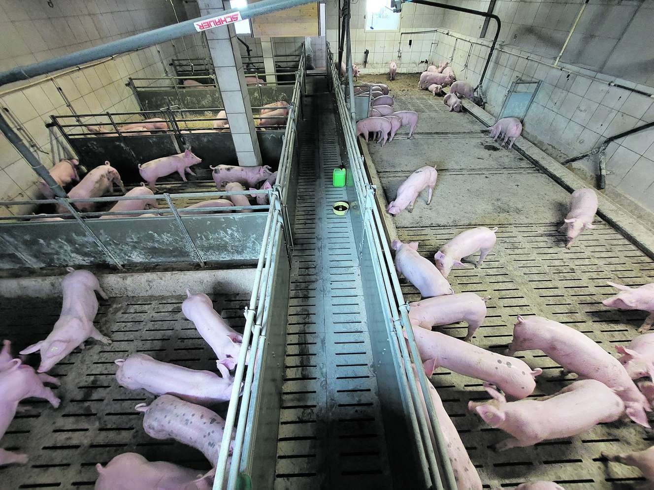 Versuchsstall mit Schweinen