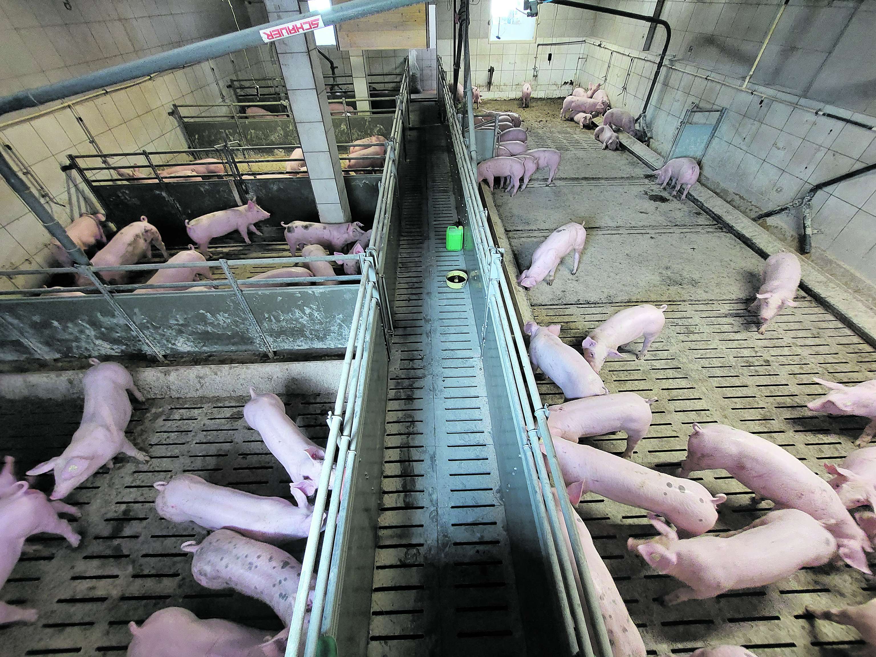 Versuchsstall mit Schweinen