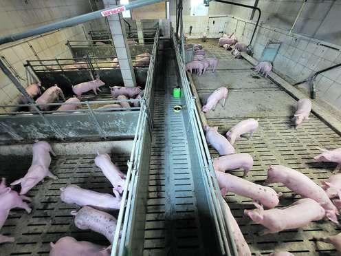 Versuchsstall mit Schweinen