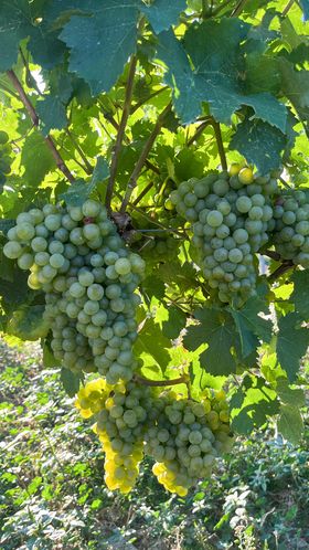 Weintrauben am Weinstock