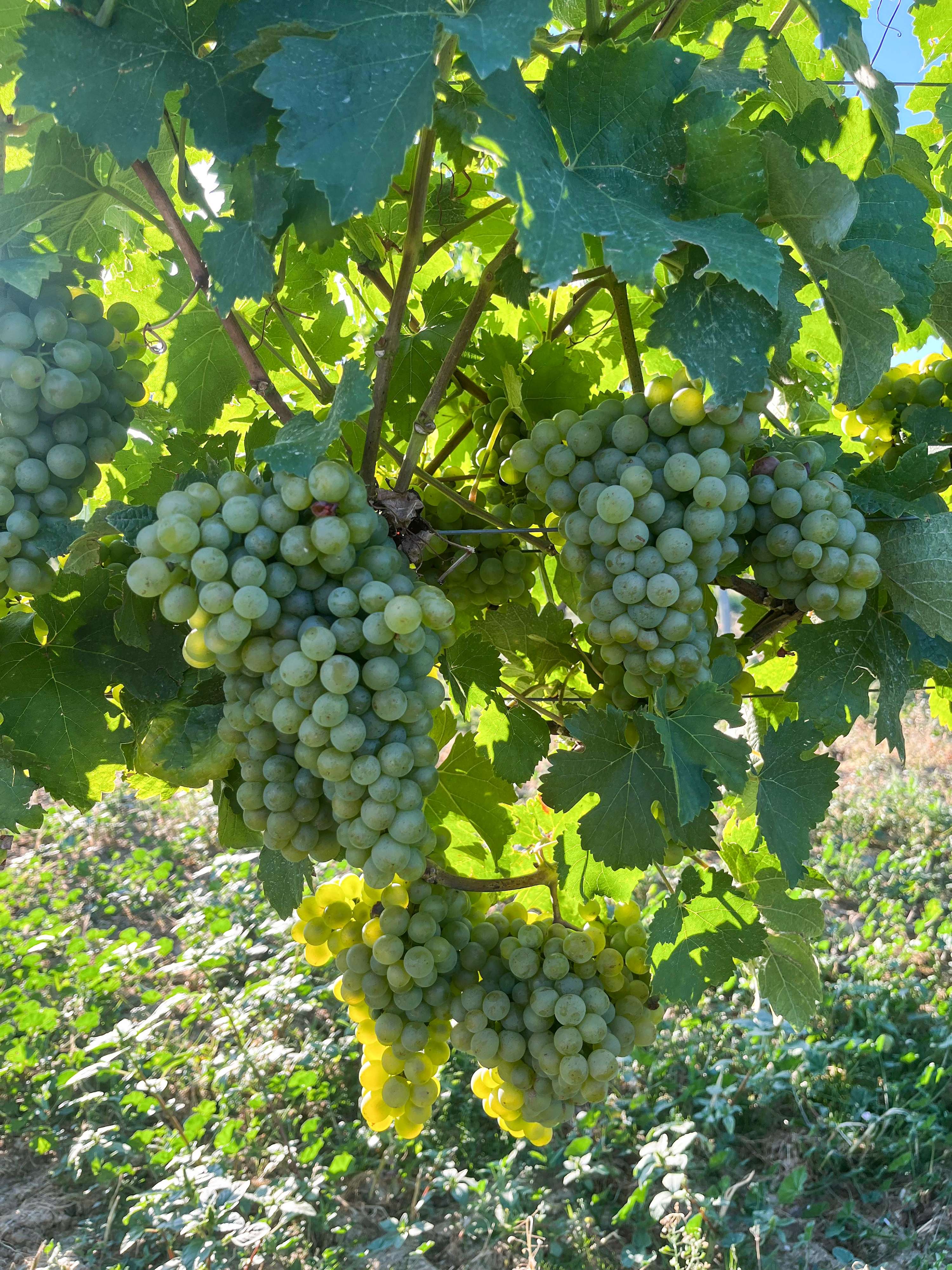 Weintrauben am Weinstock