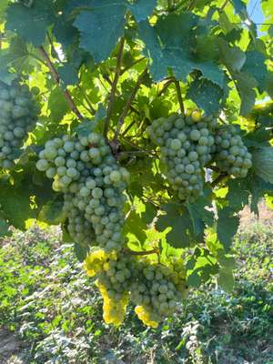 Weintrauben am Weinstock