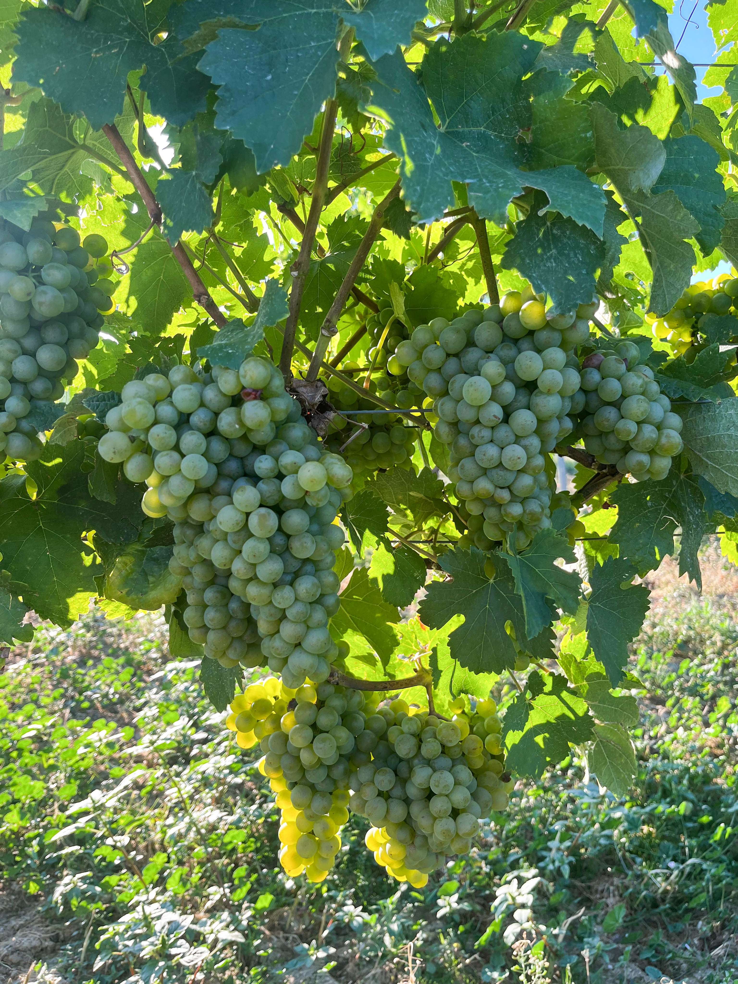 Weintrauben am Weinstock