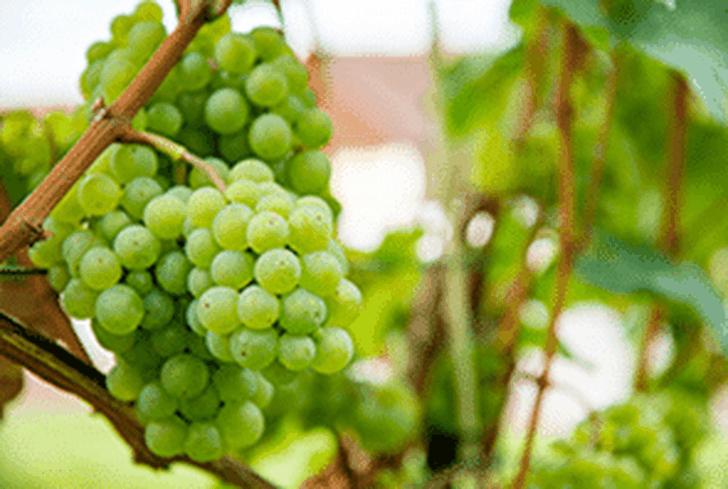 Weintrauben_picturead_cuproforflow_022023.png