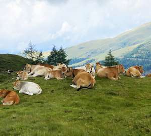 Murbodner Rinder auf der Alm
