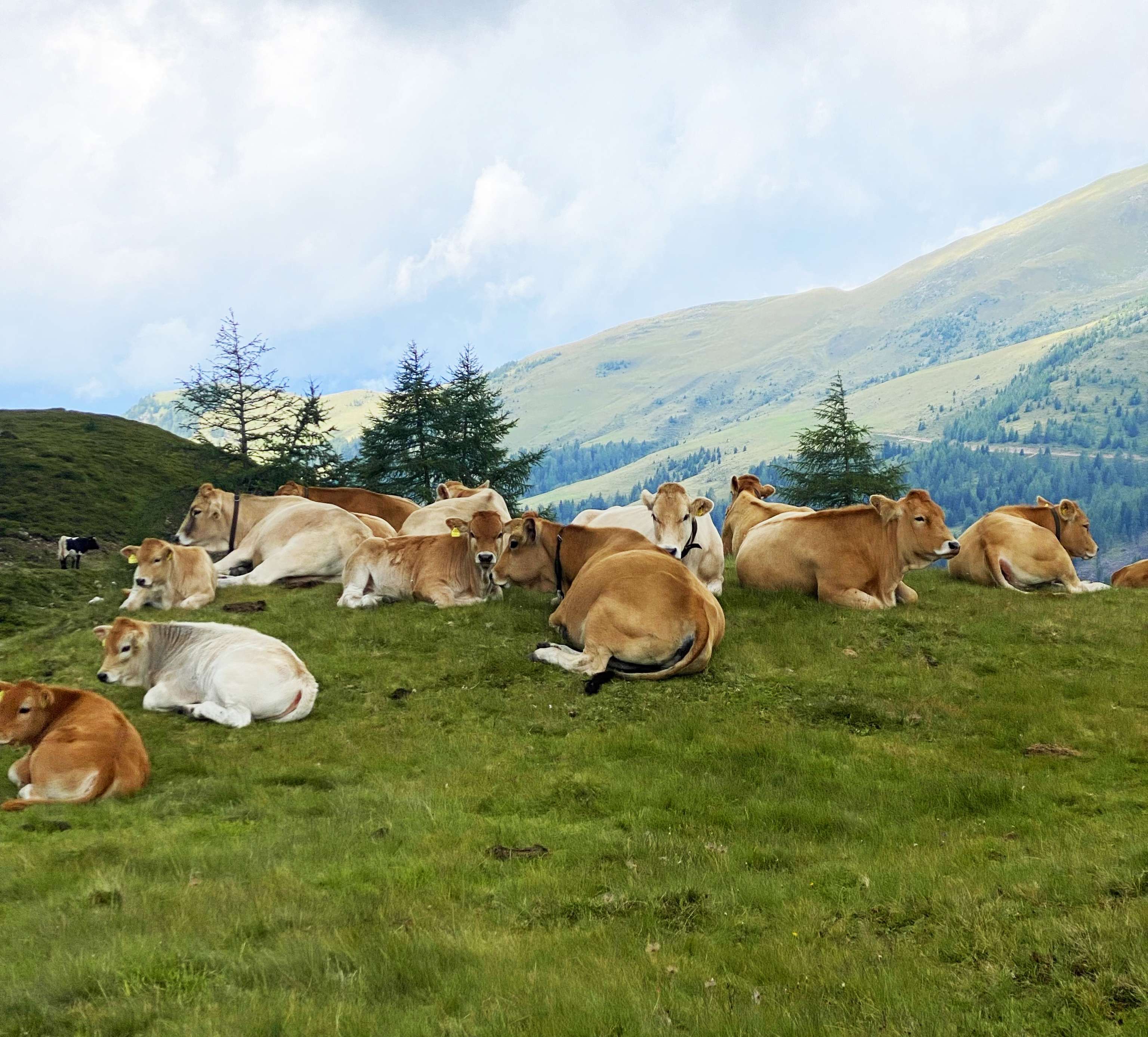 Murbodner Rinder auf der Alm