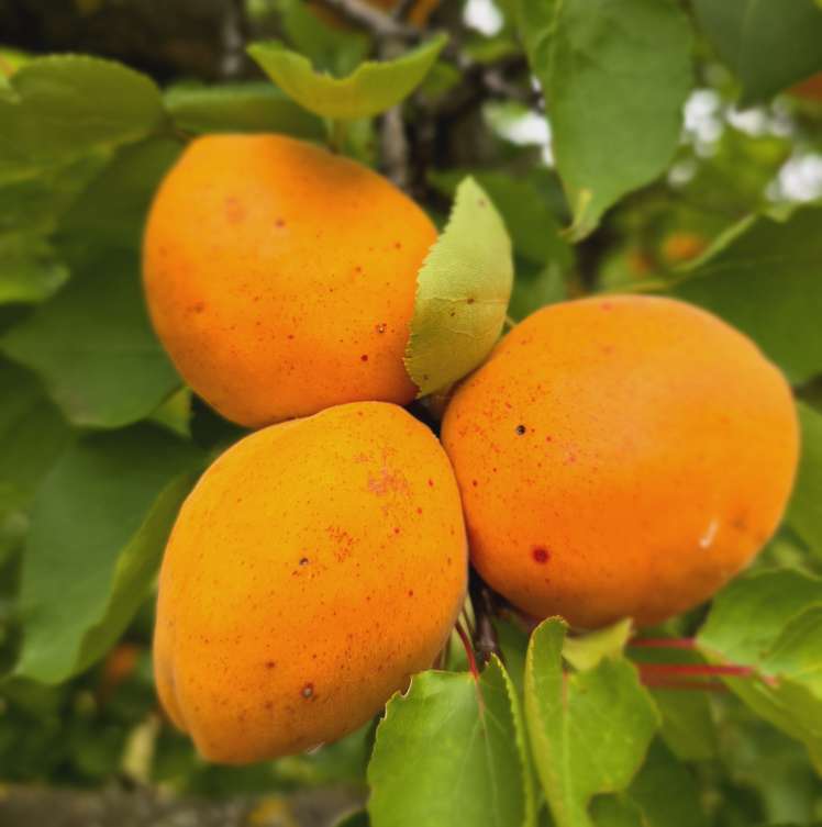 Reife, orangefarbene Aprikosen hängen in einer Gruppe an einem Ast, umgeben von grünen Blättern.