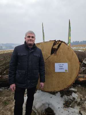Sieger mit Stamm bei Laubholzsubmission