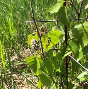 Agroforst Birke mit Feldwespe