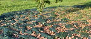 Netze erleichtern die Ernte von Baumsamen bzw. Baumfrüchten.