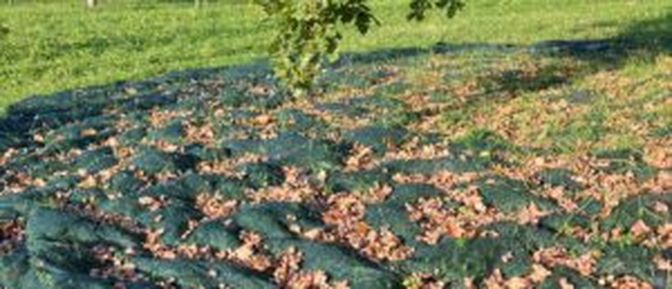 Netze erleichtern die Ernte von Baumsamen bzw. Baumfrüchten.