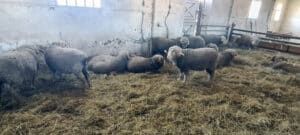 Die landwirtschaftliche Bildungs- und Forschungseinrichtung „Bergerie Nationale Rambouillet“ hat schon bessere Tage gesehen.
