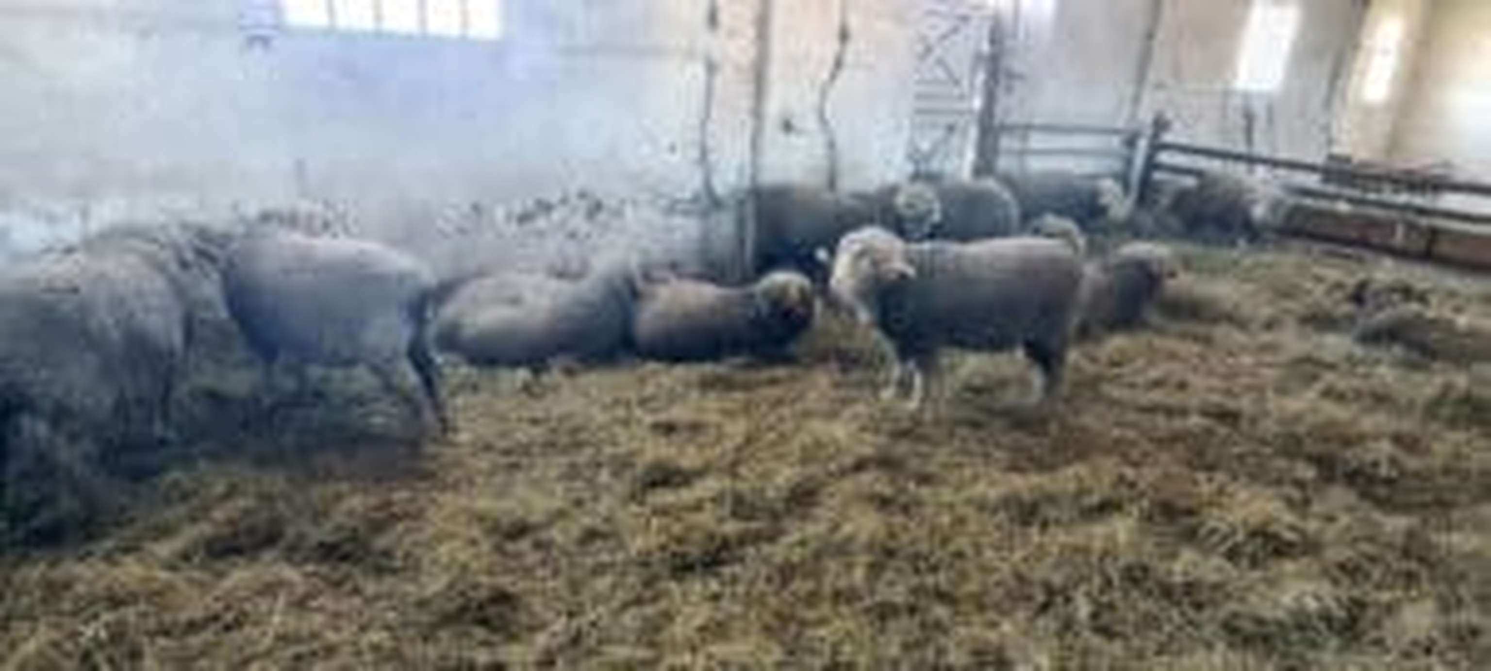 Die landwirtschaftliche Bildungs- und Forschungseinrichtung „Bergerie Nationale Rambouillet“ hat schon bessere Tage gesehen.