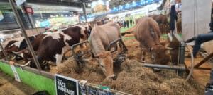 Die Rinderzucht hat auf der internationalen Landwirtschaftsmesse in Paris einen besonders hohen Stellenwert.