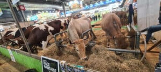 Die Rinderzucht hat auf der internationalen Landwirtschaftsmesse in Paris einen besonders hohen Stellenwert.